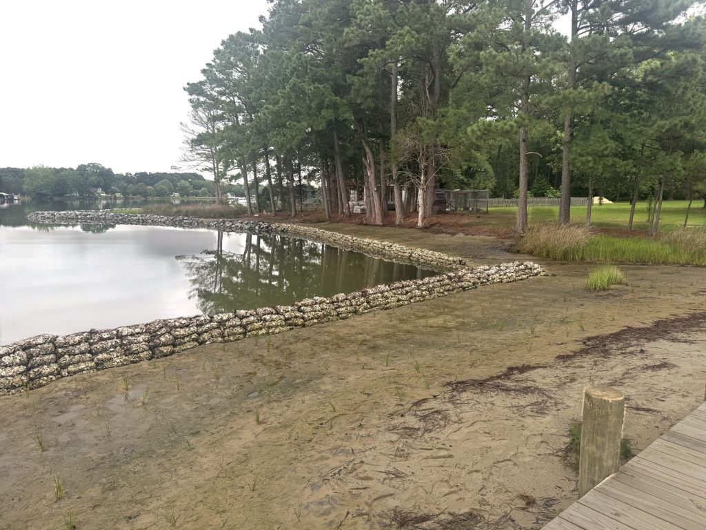 Living shoreline with an oyster shell bag sill and new marsh grass plantings, built by Early Marine Construction