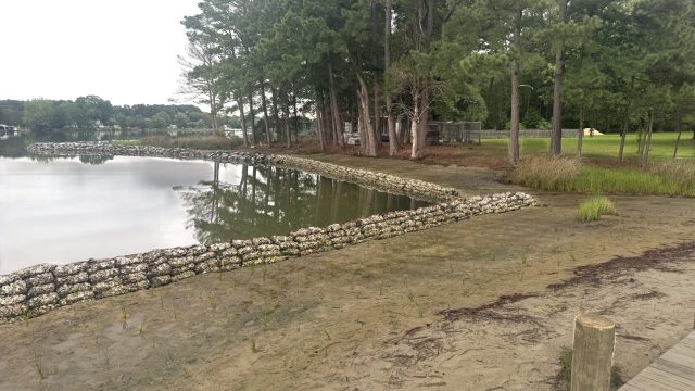 Living shoreline with an oyster shell bag sill and new marsh grass plantings, built by Early Marine Construction